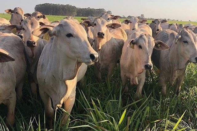 novilhas gordas no pasto verde