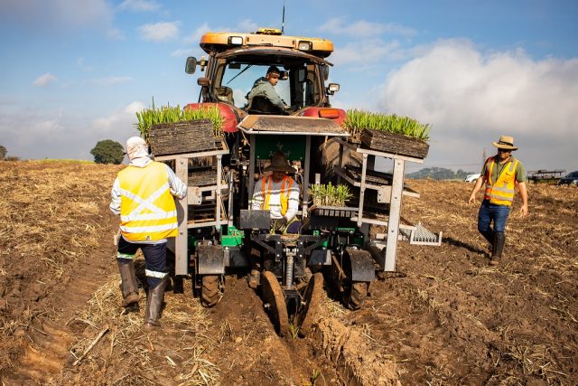 plantioMPB_Agricef_ Plantio da cana-de-açucar com mudas pré-brotadas já é realidade