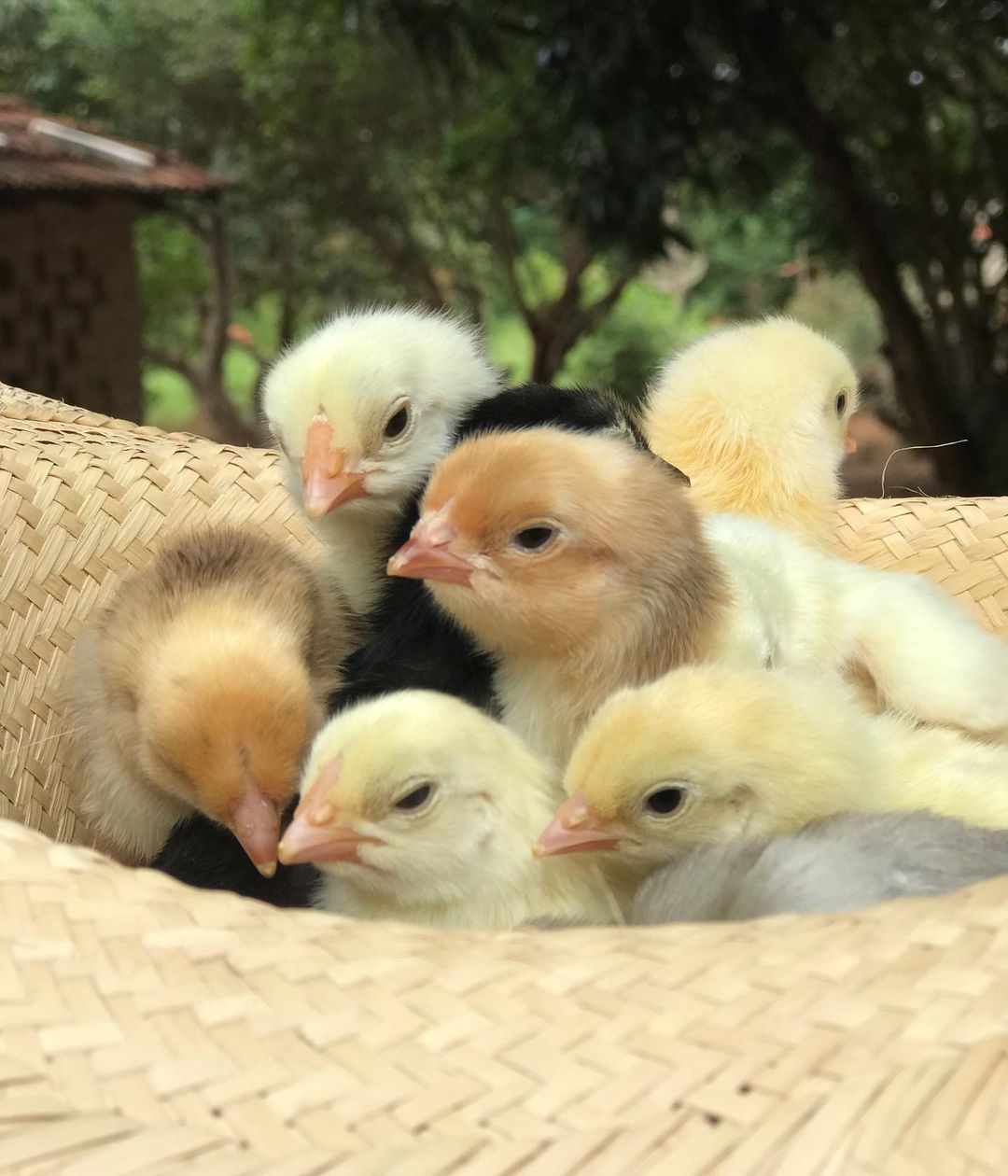 producao-de-pintinhos-caipira