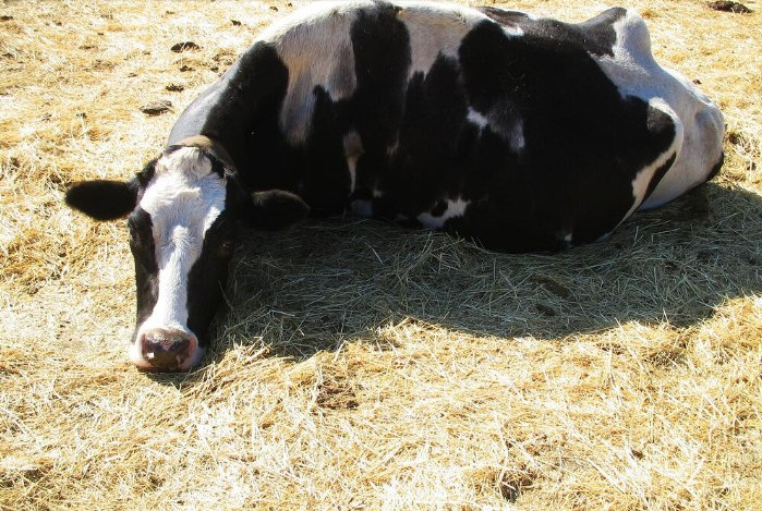 Sua vaca não levanta? Entenda o perigo da Hipocalcemia e como evitar