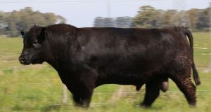 touro Angus Agronemitz TE667