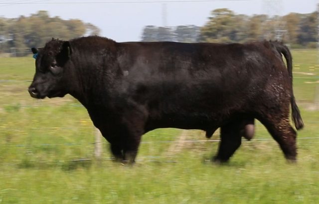 touro Angus Agronemitz TE667 touro Angus Agronemitz TE667