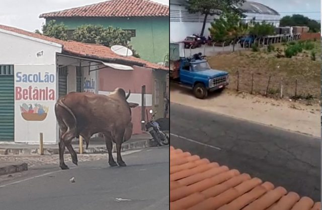 touro sacrificado