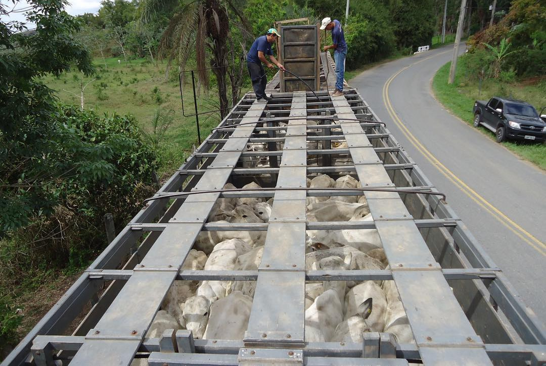 transporte de gado ICMS