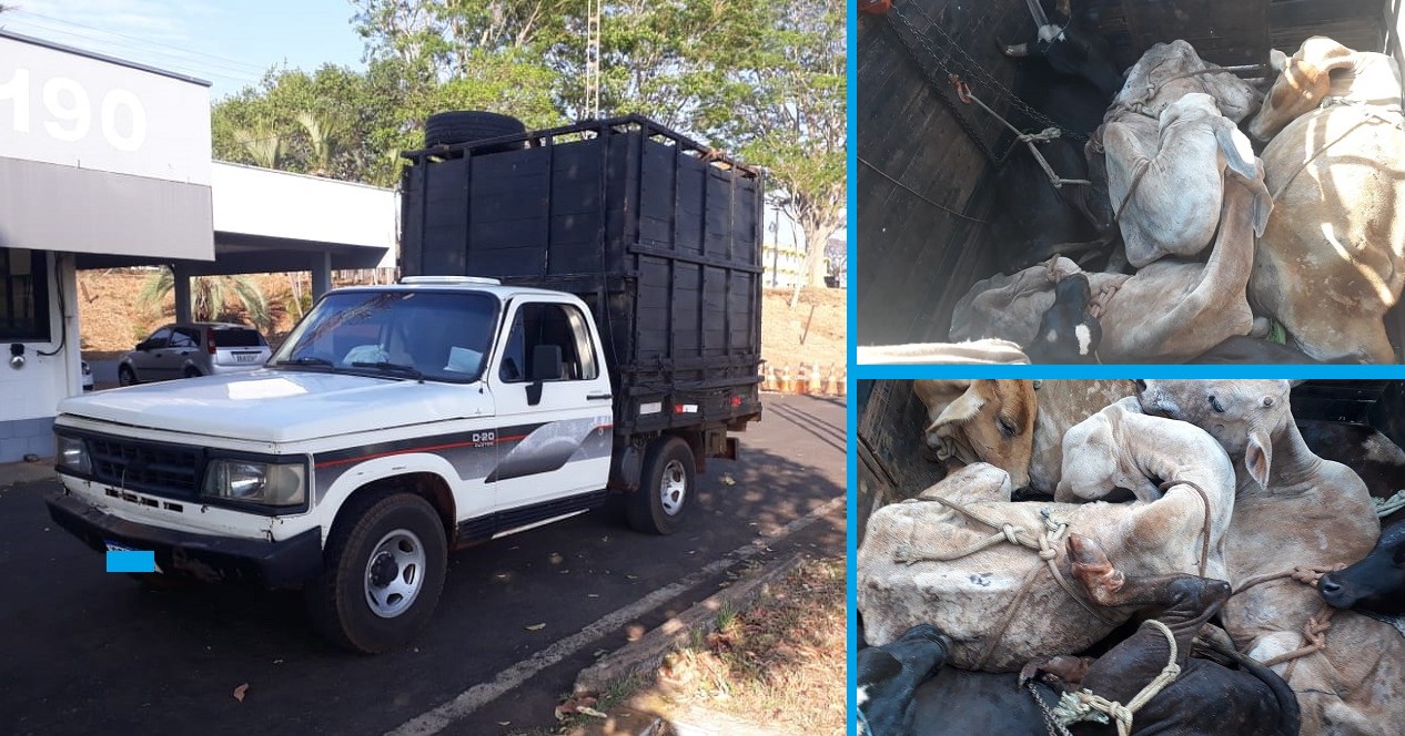 transporte irregular de animais 3