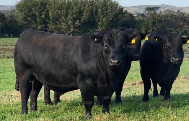 trio de touros angus da cabanha recalada trio de touros angus da cabanha recalada