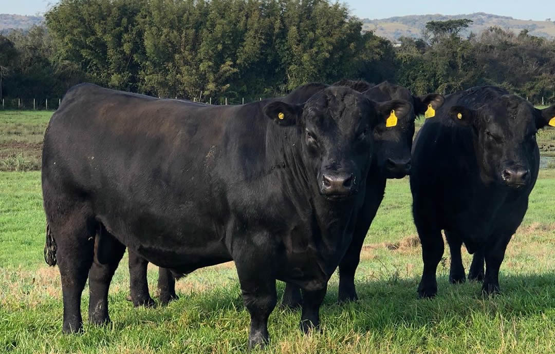 trio de touros angus da cabanha recalada