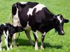 vaca-holandesa-bezerro-mamando-Auster-Oferta-de-colostro-nas-primeiras-24-horas-e-fundamental-para-o-sistema-imunologico-das-bezerras