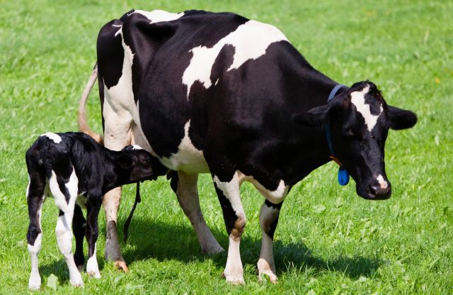 vaca-holandesa-bezerro-mamando-Auster-Oferta-de-colostro-nas-primeiras-24-horas-e-fundamental-para-o-sistema-imunologico-das-bezerras vaca-holandesa-bezerro-mamando-Auster-Oferta-de-colostro-nas-primeiras-24-horas-e-fundamental-para-o-sistema-imunologico-das-bezerras