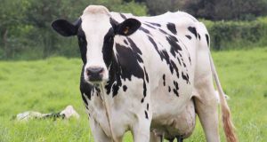 vaca holandesa no pasto verde