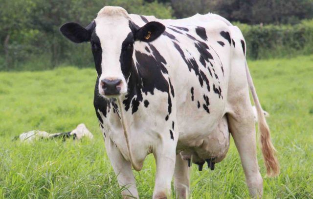 vaca holandesa no pasto verde vaca holandesa no pasto verde