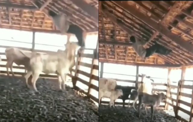vaca pega produtor