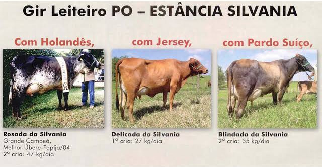 varios tipos de cruzamento com gir leiteiro 2