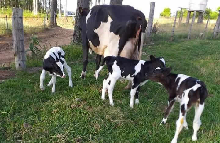 bezerras trigemeas de vaca holandesa