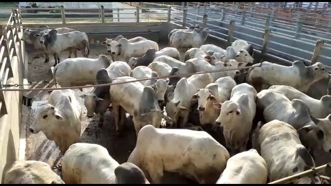 ACNB-Circuito-Nelore-de-Qualidade-em-Itapetinga-BA-destaca-se-com-machos-jovens-pesados-e-com-boa-cobertura-de-gordura