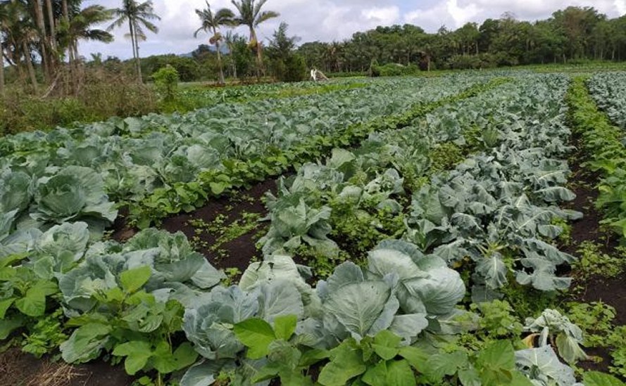 Agricultor de Itajaí experimenta consórcio de repolho com adubos verdes