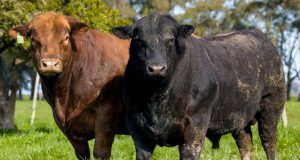 Angus e Ultrablack faturam R$ 46 milhões na Primavera