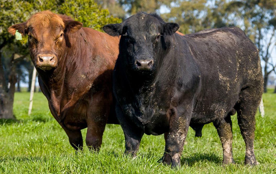 Angus e Ultrablack faturam R$ 46 milhões na Primavera