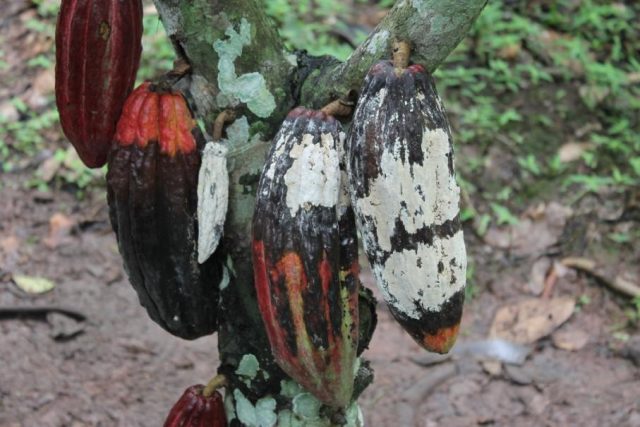 Cacaueiro com vassoura-de-bruxa Cacaueiro com vassoura-de-bruxa