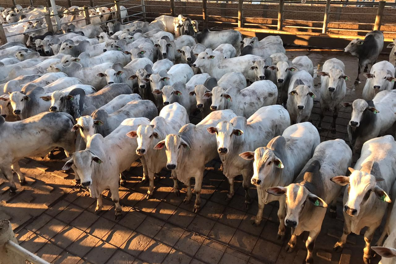 Circuito Nelore de Qualidade está em Andradina SP para avaliar mais de mil animais