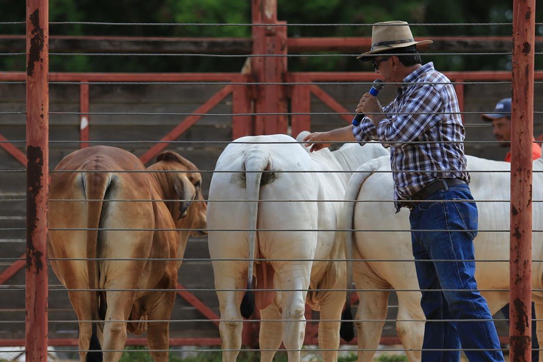 ExpoBrahman revela os grandes campeões de 2020