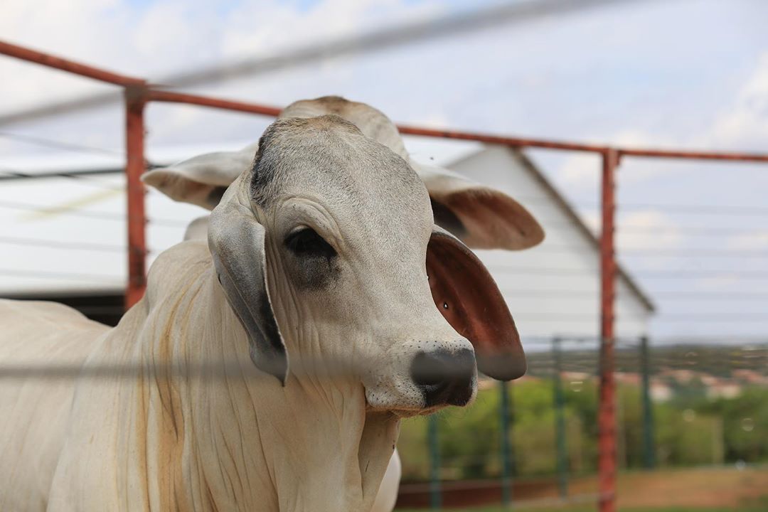 ExpoBrahman revela os grandes campeões de 2020