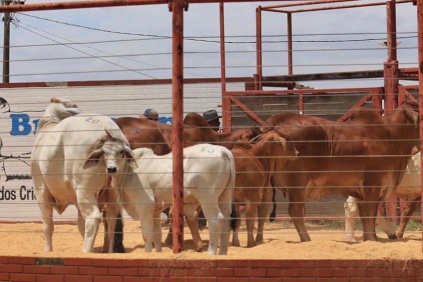 ExpoBrahman revela os grandes campeões de 2020