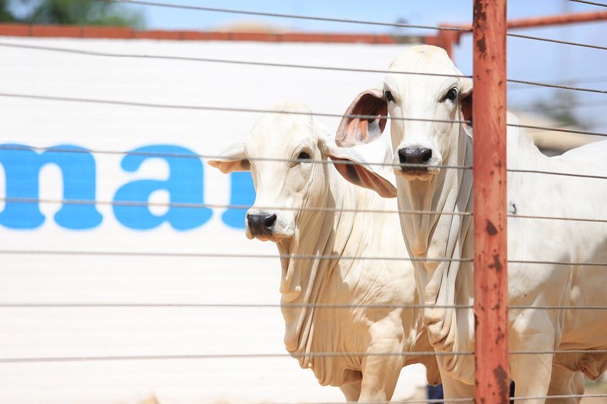 ExpoBrahman revela os grandes campeões de 2020