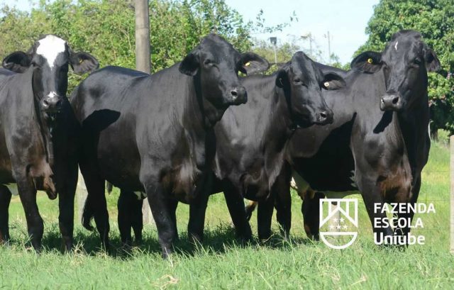 Fazenda Escola Uniube - VACAS GUZOLANDO 1 Fazenda Escola Uniube - VACAS GUZOLANDO
