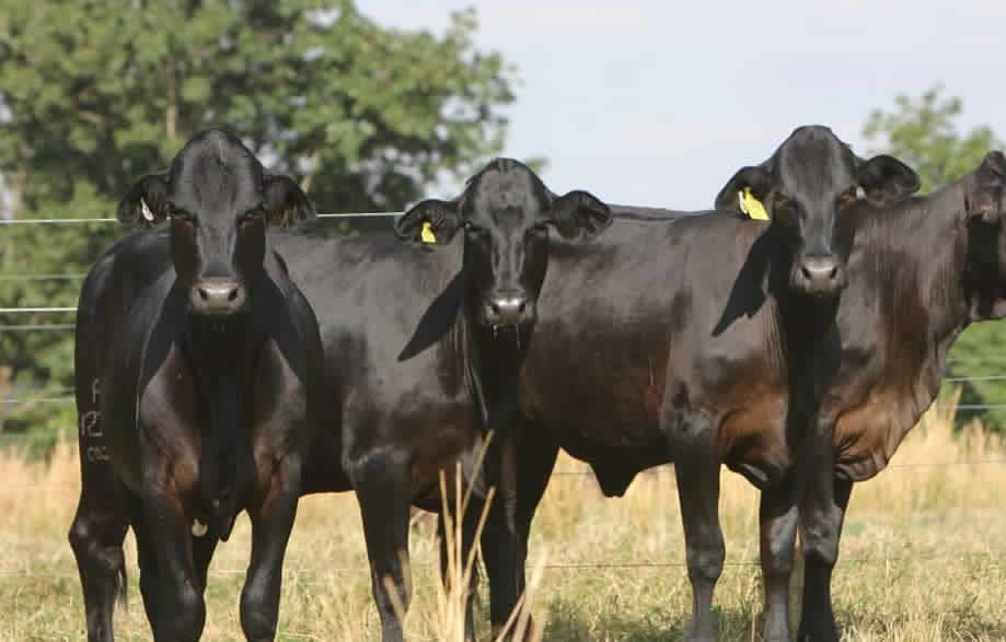 Fazenda Escola Uniube - VACAS GUZOLANDO