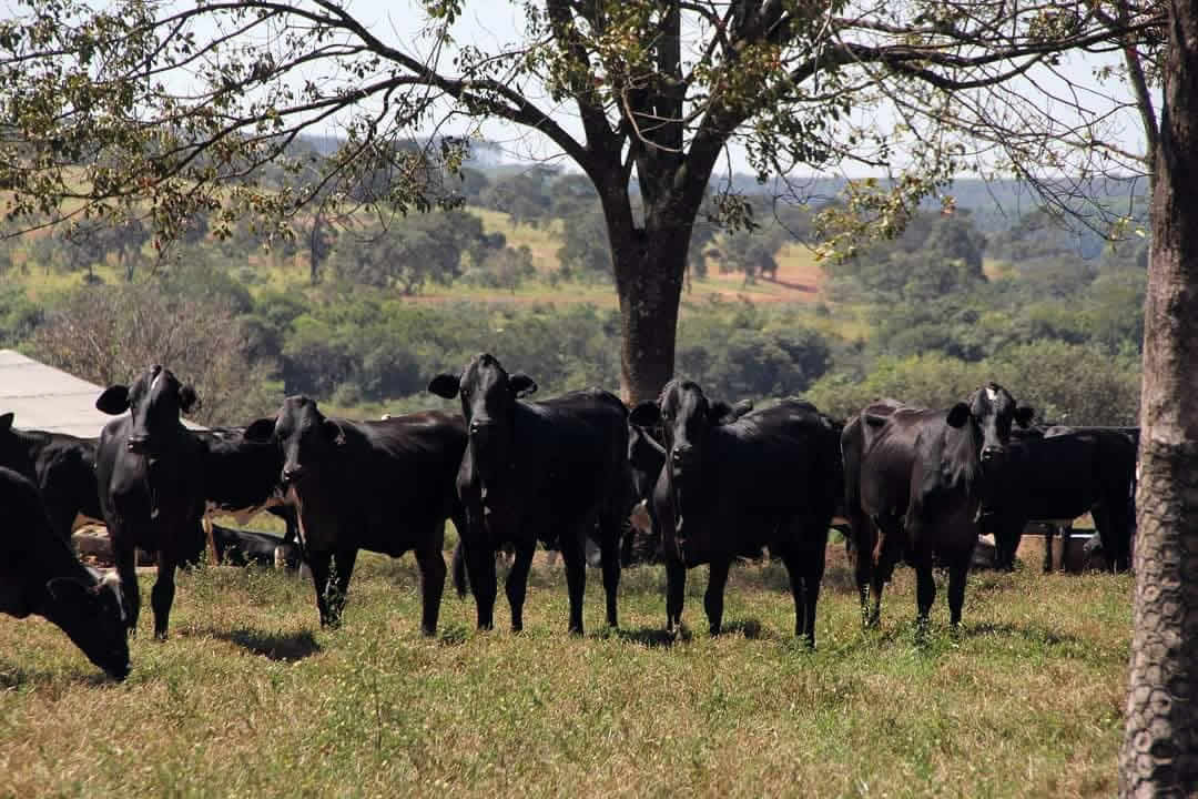 Fazenda Escola Uniube - VACAS GUZOLANDO