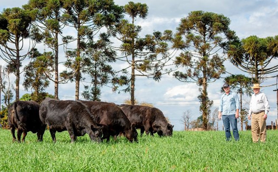 Fazenda Rio da Paz vence Mérito Genético Angus 2020