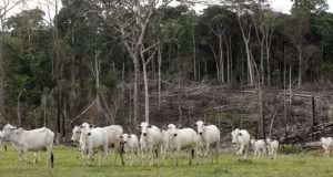 Pecuária-Amazônia-Desmatamento-768x461