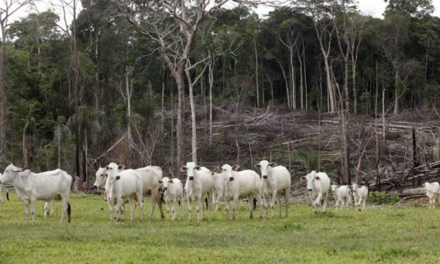 Pecuária-Amazônia-Desmatamento-768x461 Pecuária-Amazônia-Desmatamento-768x461