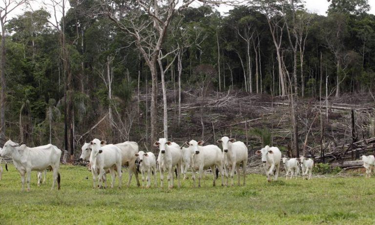 Pecuária-Amazônia-Desmatamento-768x461