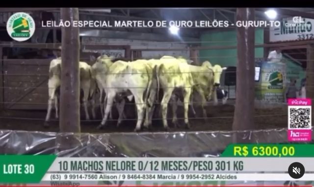 recorde de preço do bezerro