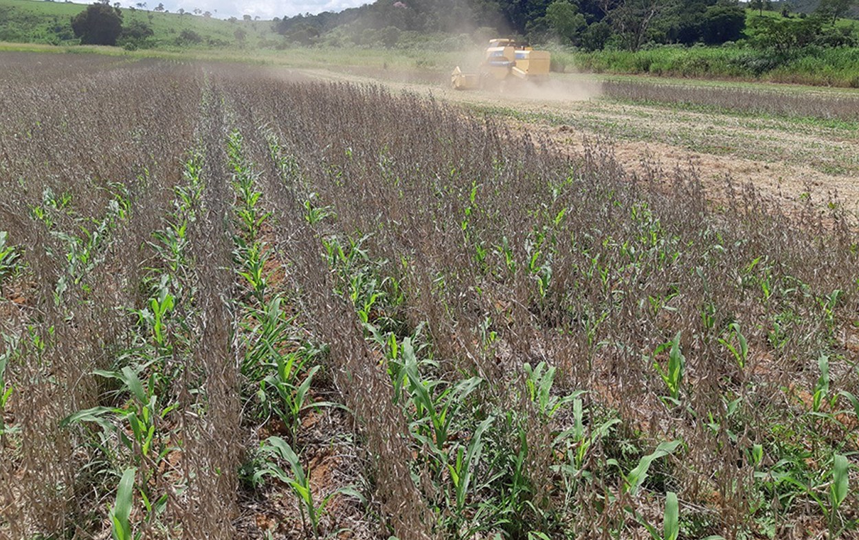 Sistema inovador tem soja e milho juntos na lavoura