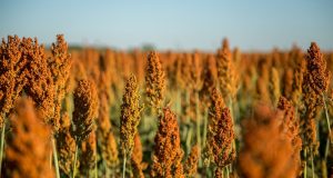 plantação de Sorgo - maior produtor de sorgo