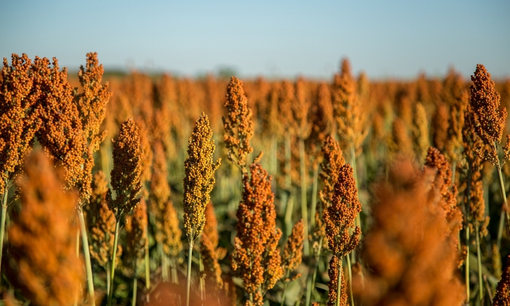 plantação de Sorgo - maior produtor de sorgo