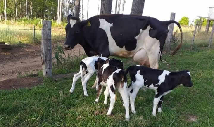 bezerras trigemeas de vaca holandesa