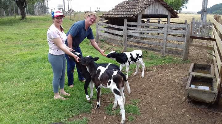 bezerras trigemeas de vaca holandesa