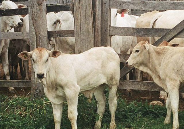 bezerro blonel - cruzamento nelore x blonde d aquitaine bezerro blonel - cruzamento nelore x blonde d aquitaine