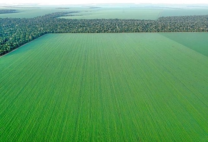 campo de soja em sorriso - Mato Grosso