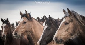 cavalo crioulo - por fotografo fagner almeida
