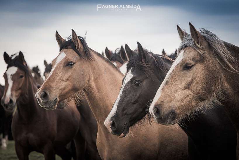 Pelo fim do abate de cavalos