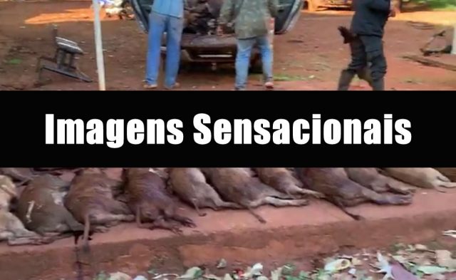 caçada javali recorde