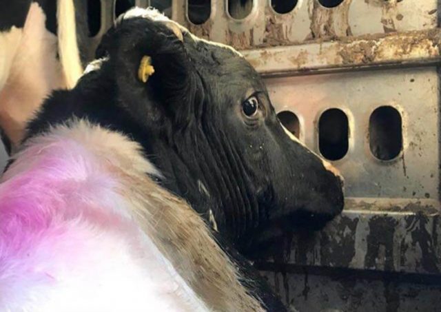 cow-in-transport-truck-toronto-cow-save-scared-640x480