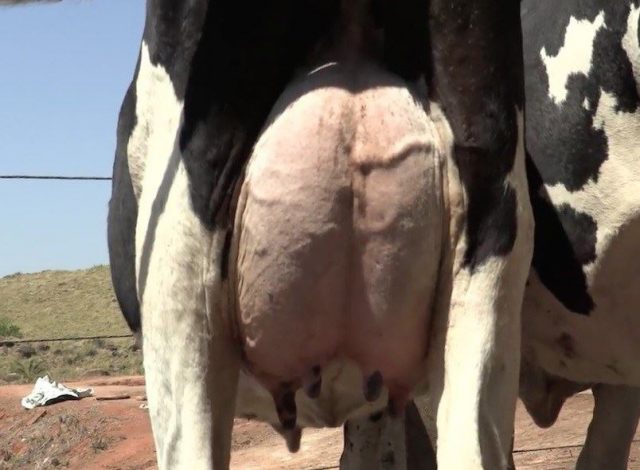 vaca de leite ubere