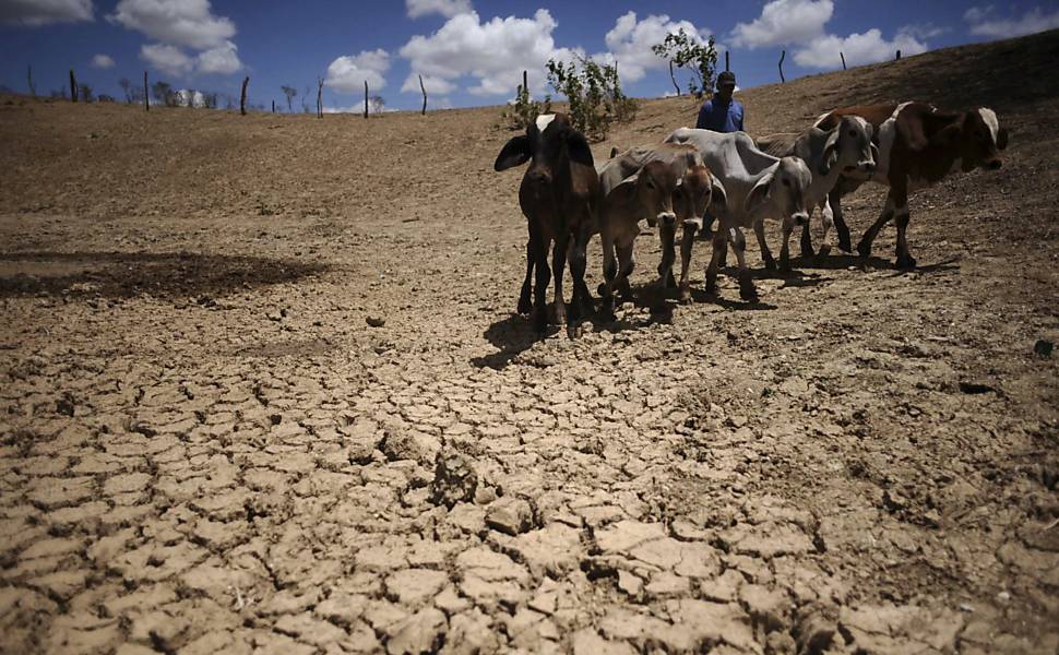 gado magro na seca do nordeste