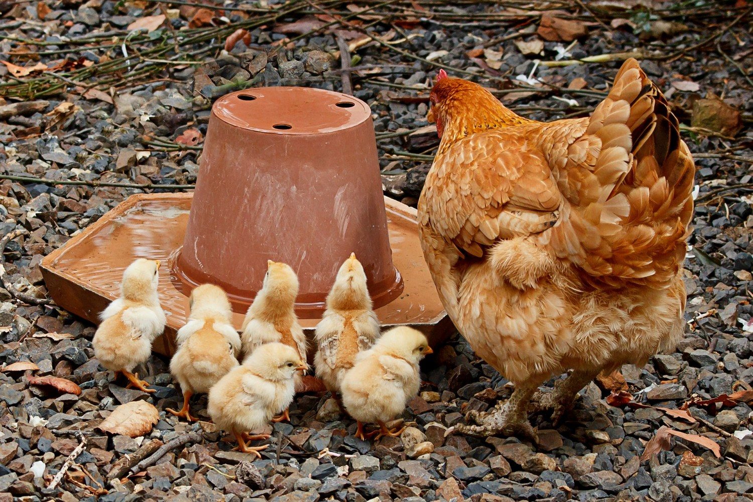 galinha choca com pintinhos no cocho comendo
